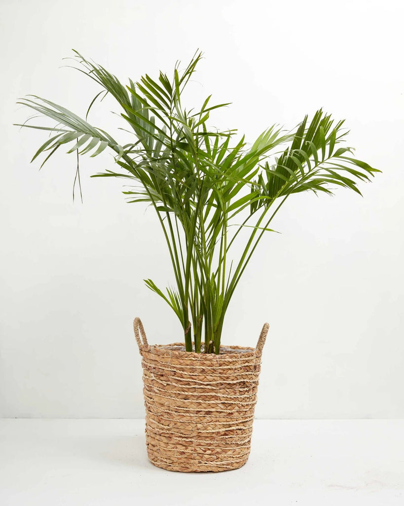 Cat palm best sale poisonous to cats