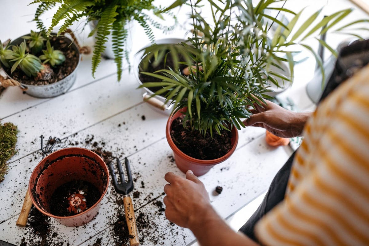 How to Repot your Indoor Plants Lively Root