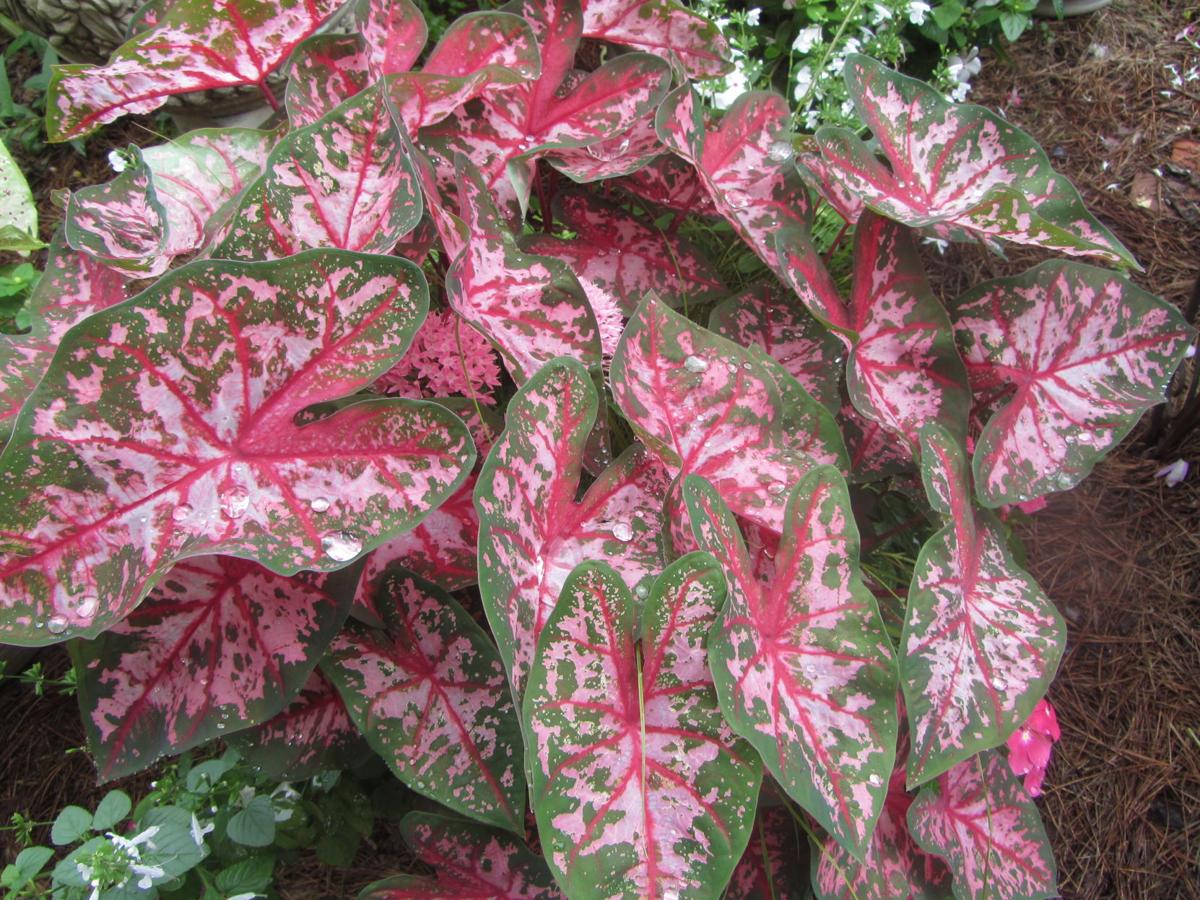 Premium Caladium Plants | Planting Bulbs | Lively Root