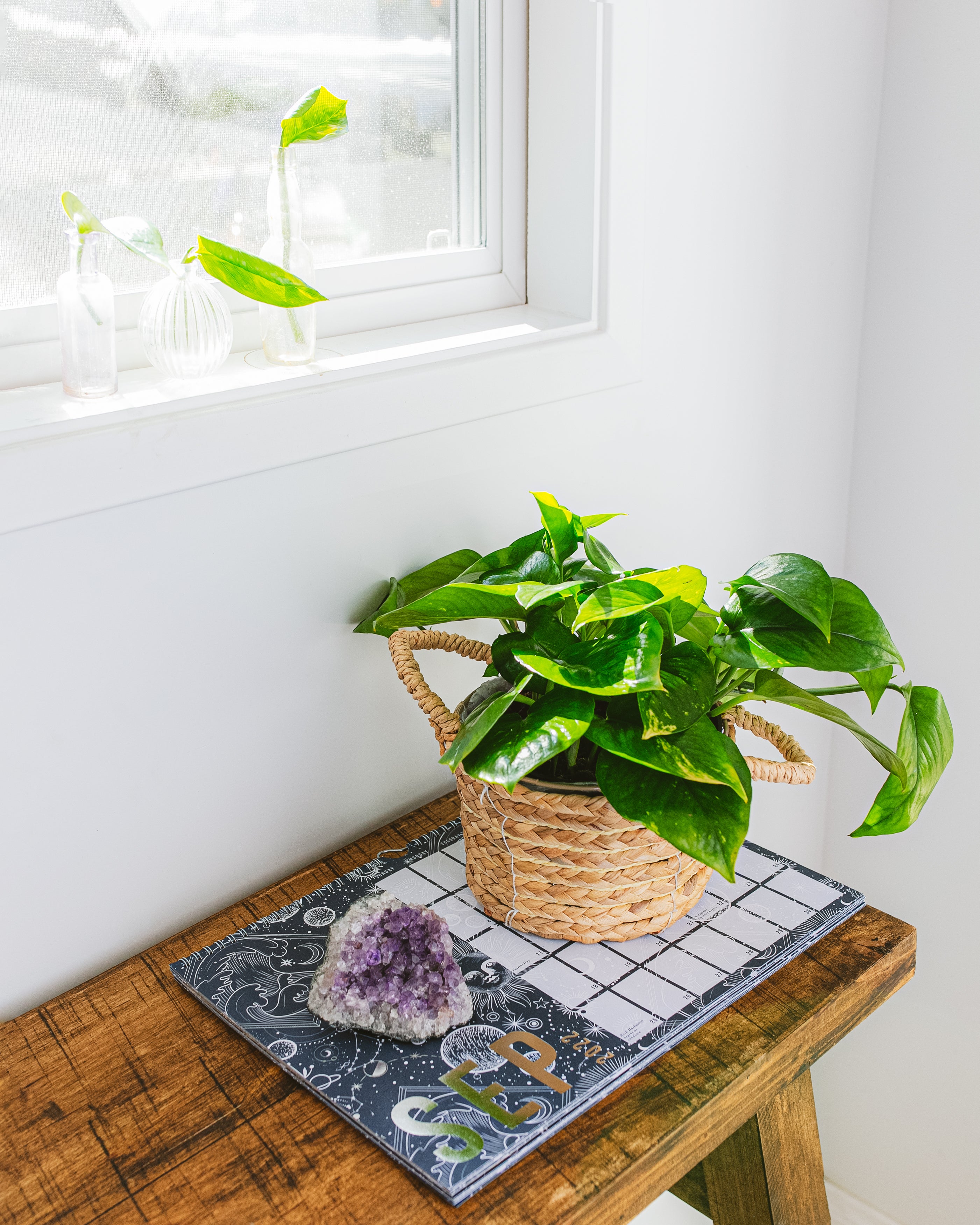 Wish People Luck and Prosperity by Gifting Indoor Plants – unlimitedgreens