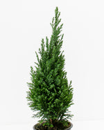 European Cypress Christmas Tree Featured Image