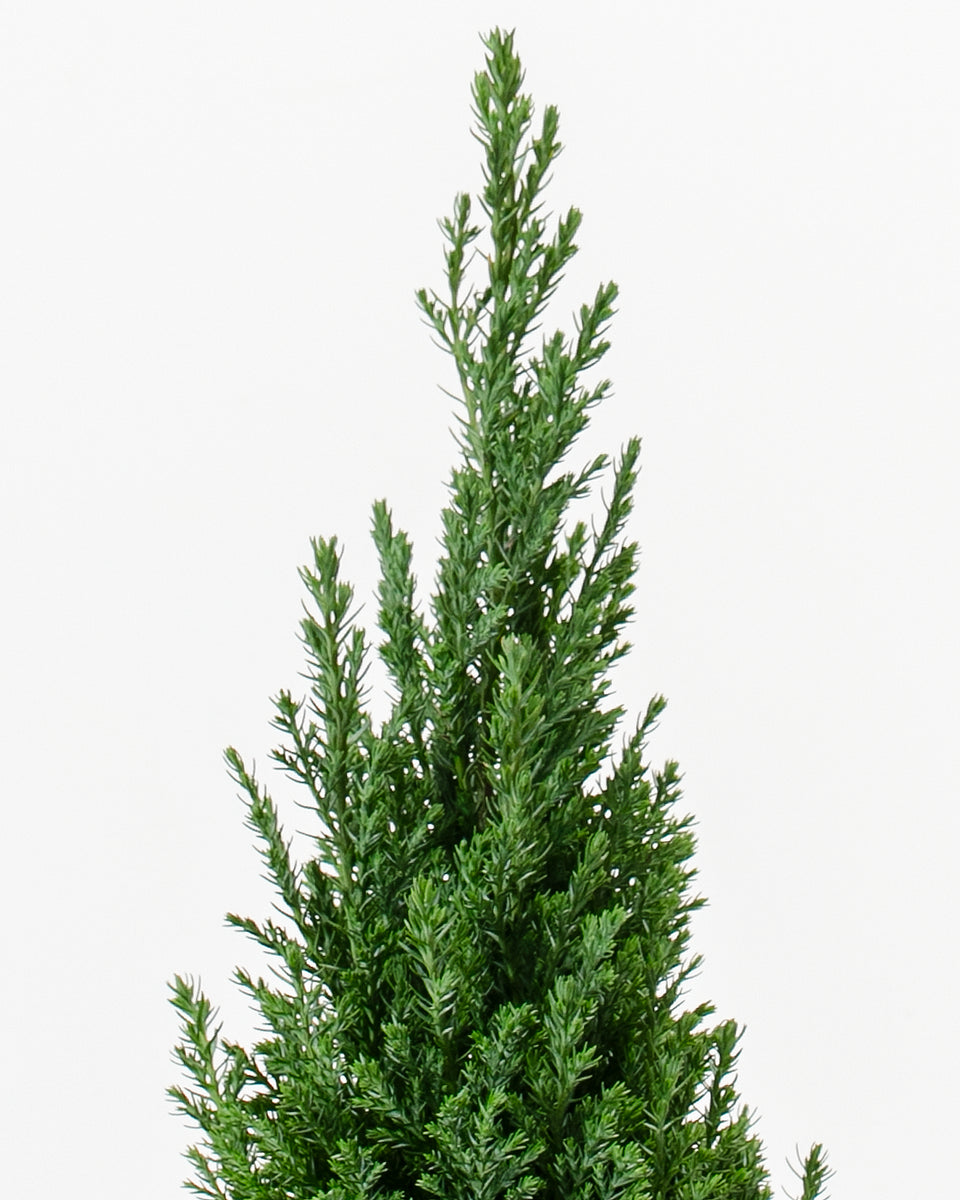 European Cypress Christmas Tree Featured Image