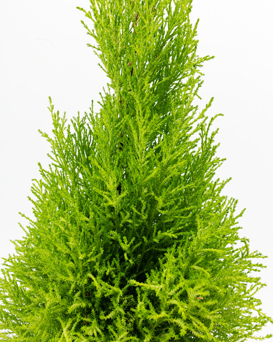 Lemon Cypress Tree Featured Image