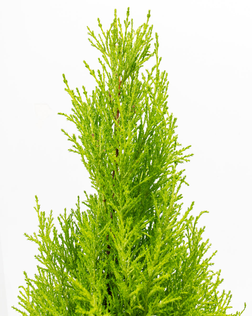 Lemon Cypress Tree Featured Image