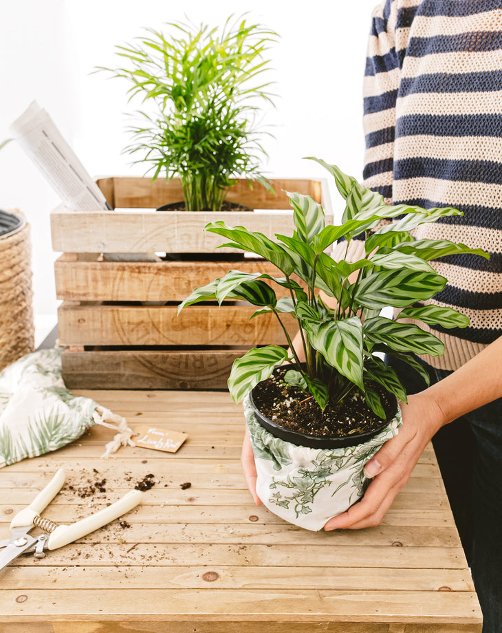 Gift Plant Subscription