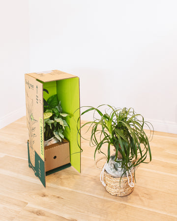 Bloomscape vs The Sill - Which is the Best Houseplant Delivery 