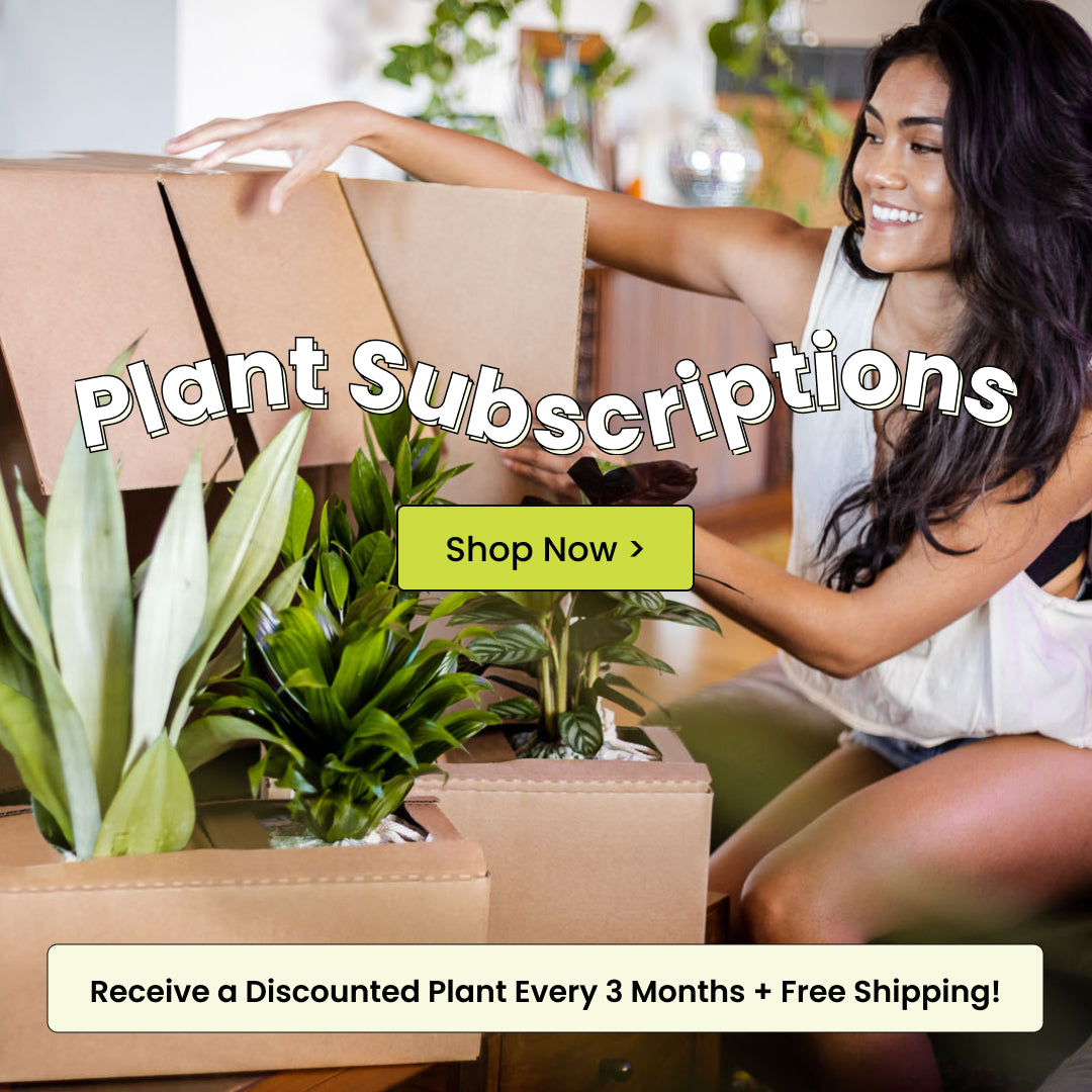 Mother's Day Plant Gift Ideas | Lucky Plant Gift For Best Mom | Winni.in