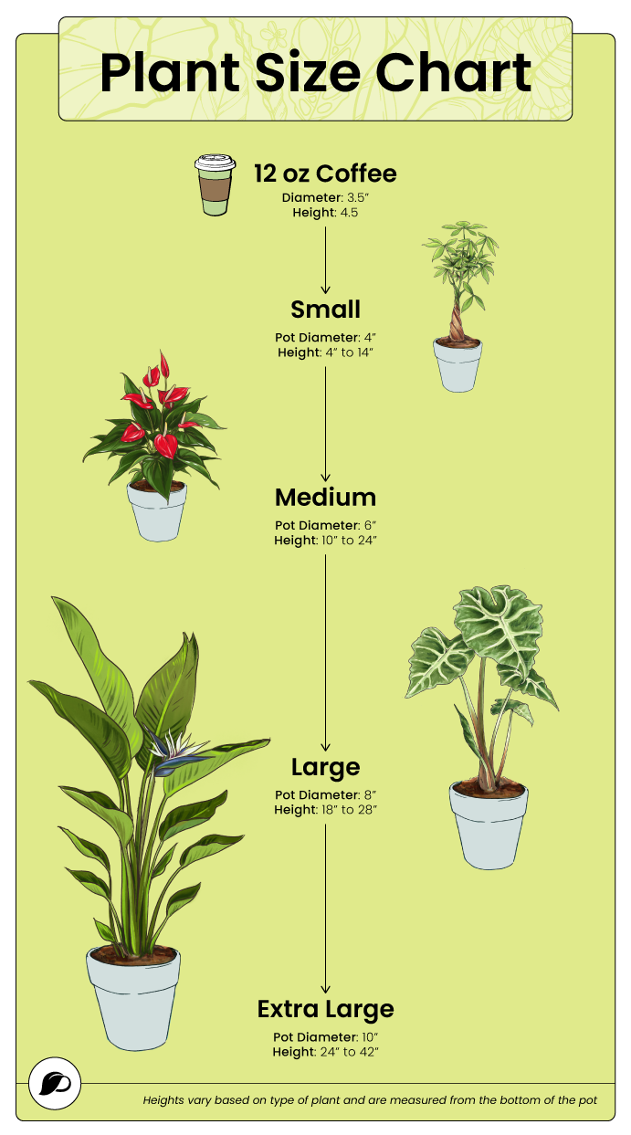 What Does Gifting a Plant Actually Means?
