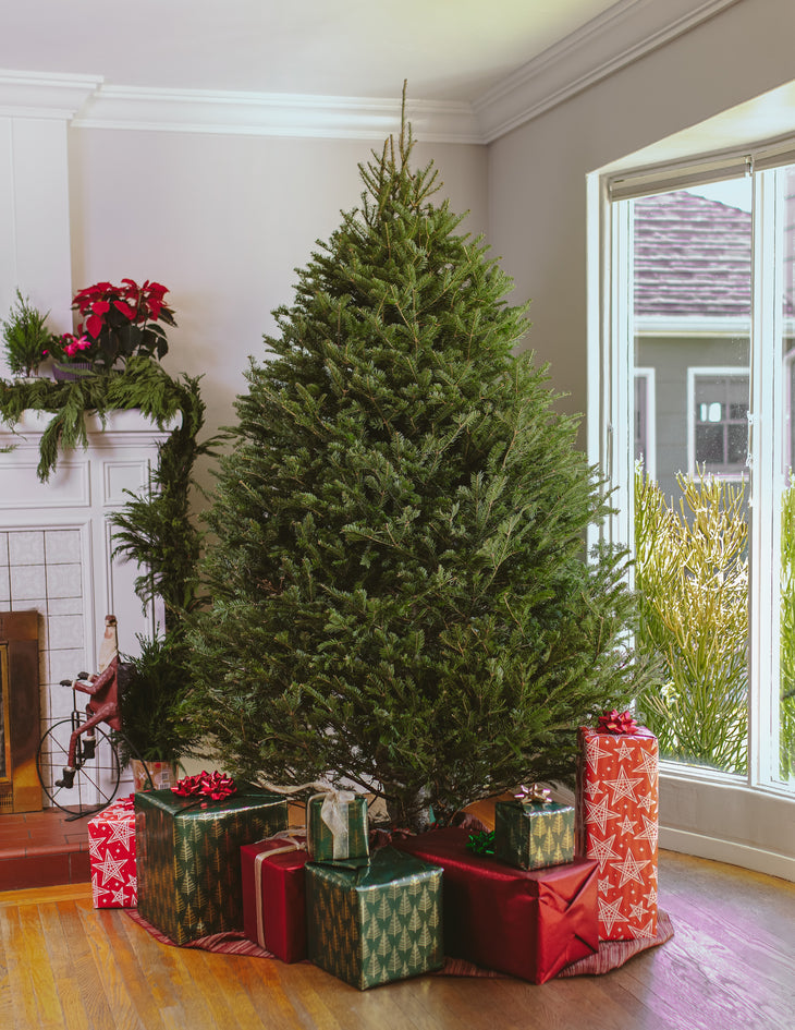 6ft Balsam Fir Christmas Tree