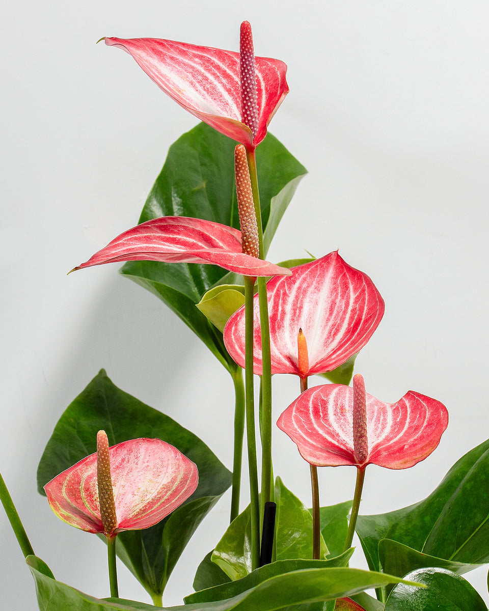 Anthurium 'Livium' Featured Image