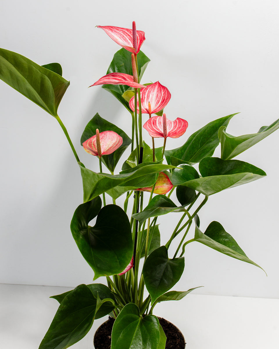 Anthurium 'Livium' Featured Image