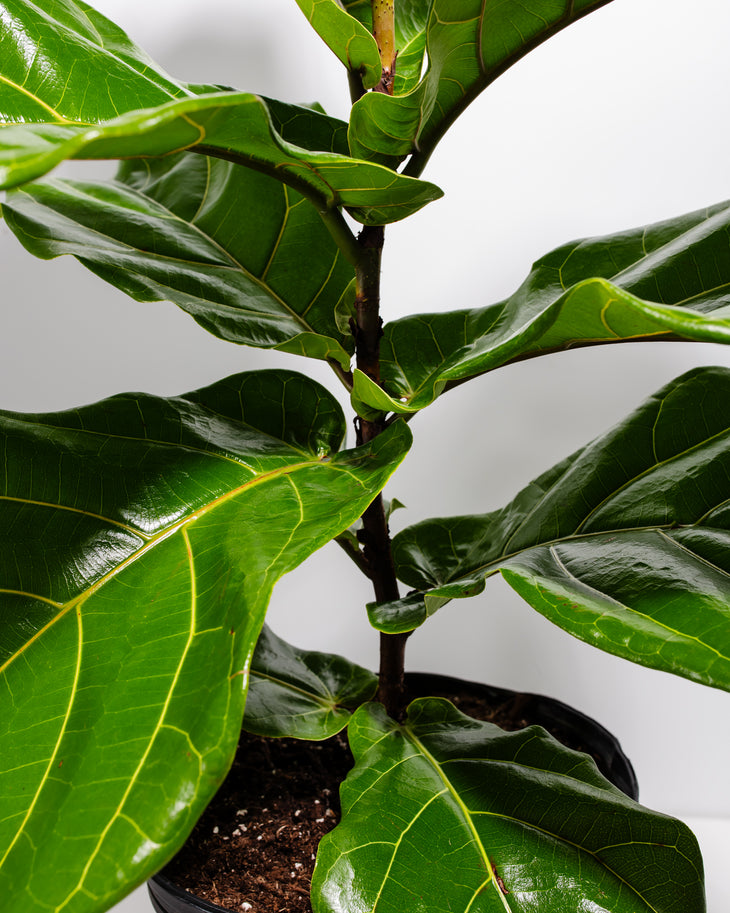 How to Use a Moisture Meter to Know When to Water Your Fiddle Leaf Fig