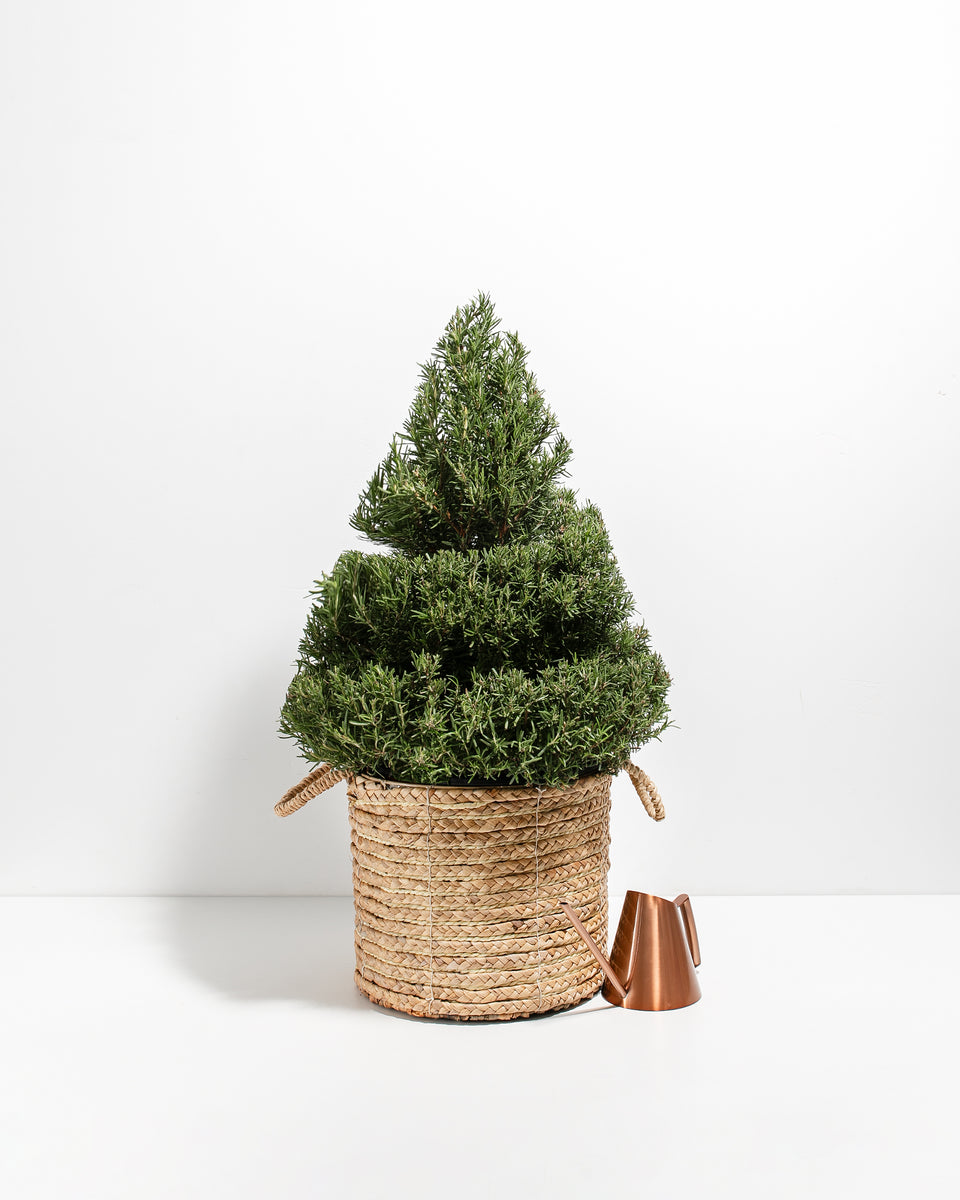 2.5' Living Rosemary Spiral Christmas Tree Featured Image