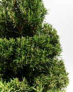 2.5' Living Rosemary Spiral Christmas Tree Featured Image