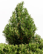 2.5' Living Rosemary Spiral Christmas Tree Featured Image