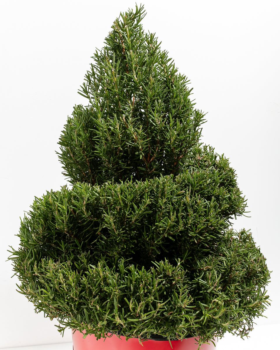 2.5' Living Rosemary Spiral Christmas Tree Featured Image