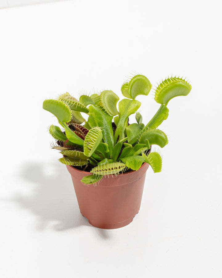 How to Grow Your Venus Flytrap for YEARS!