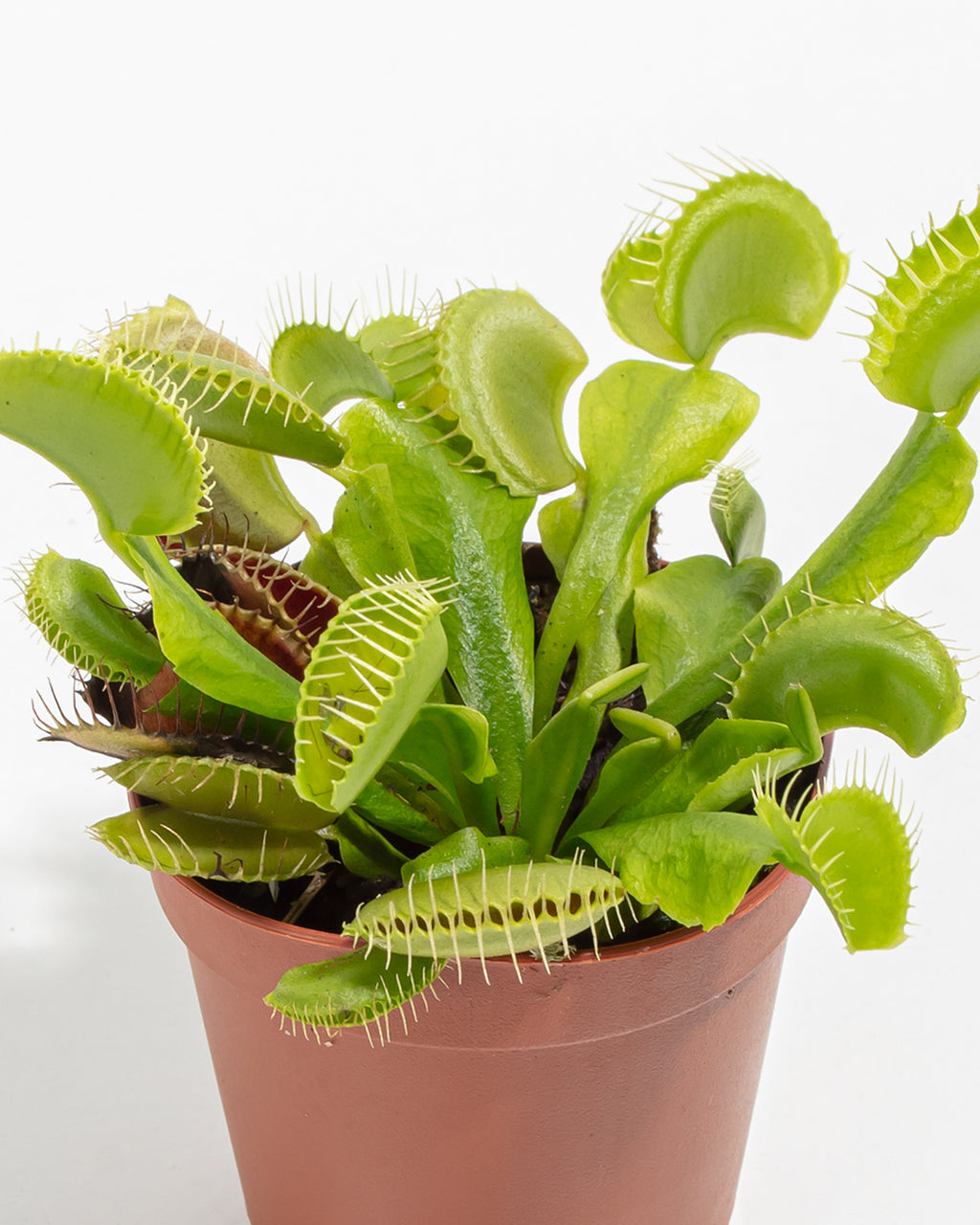 Keep Your Venus Fly Trap Alive: Light, Water & Care Instructions