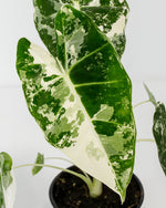 Variegated Alocasia Frydek Featured Image