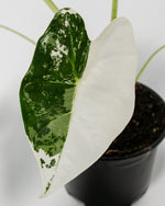 Variegated Alocasia Frydek Featured Image