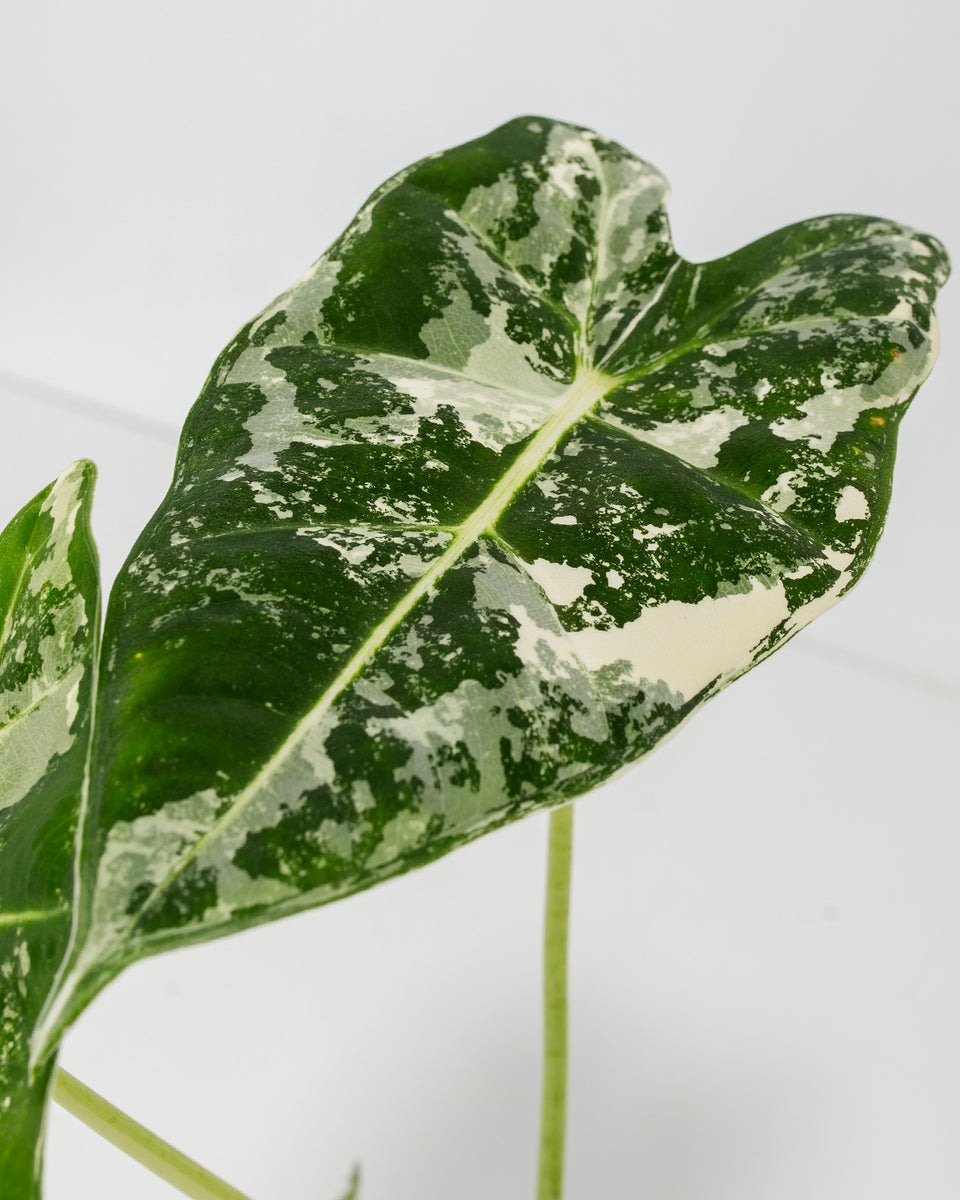 Variegated Alocasia Frydek Featured Image