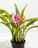 Pink Calla Lily Featured Image