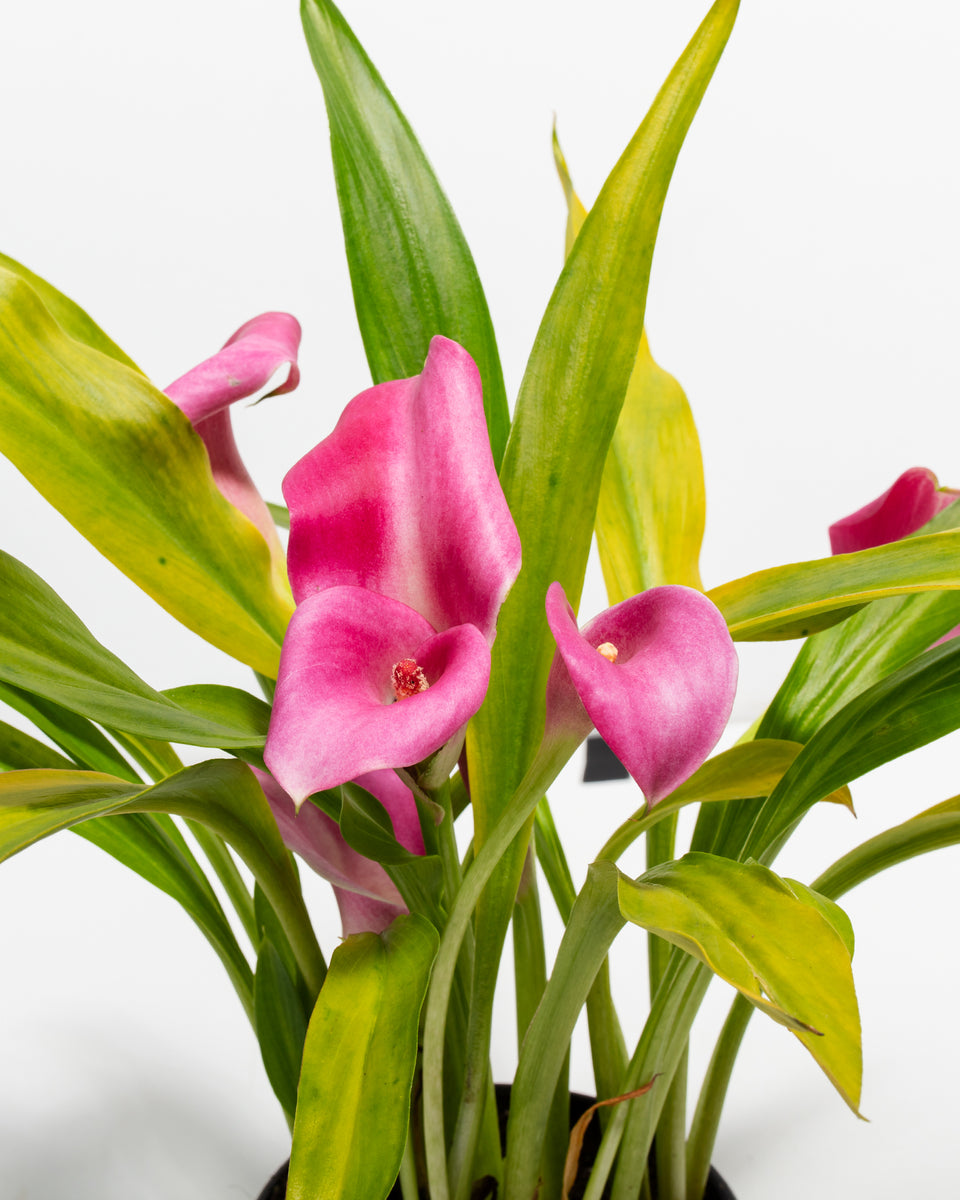 Pink Calla Lily Featured Image