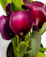 Purple Calla Lily Featured Image