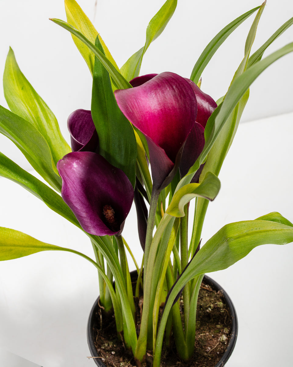 Purple Calla Lily Featured Image