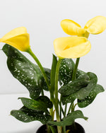 Yellow Calla Lily Featured Image