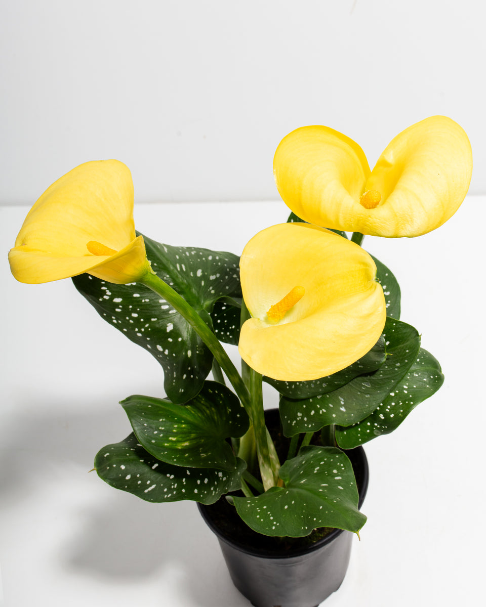 Yellow Calla Lily Featured Image