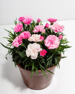 Pink & White Carnation Featured Image