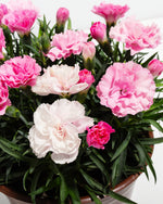 Pink & White Carnation Featured Image