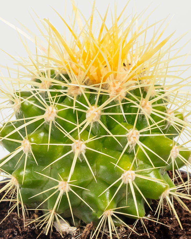 Golden Barrel Cactus