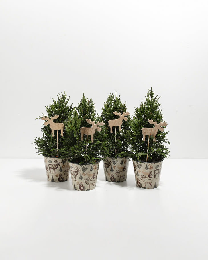 Mini Leyland Cypress 4-Pack