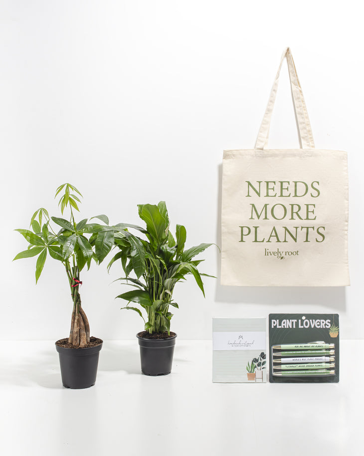 Study Buddy Care Package: Best Selling Plants