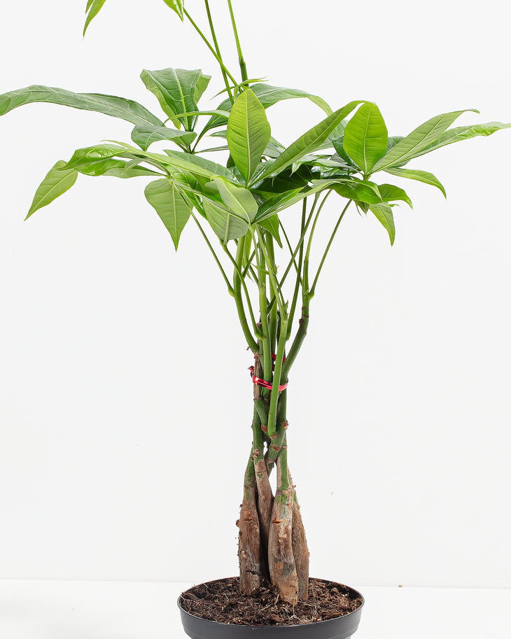 Money Tree For Sale: Small, Large & Extra Large Options