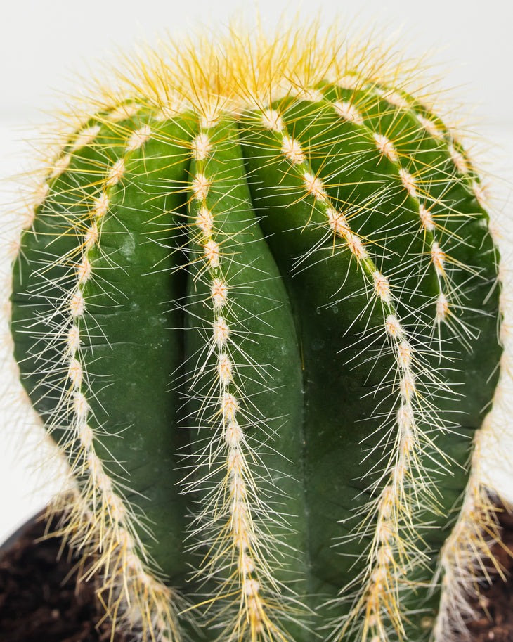 Parodia Cactus