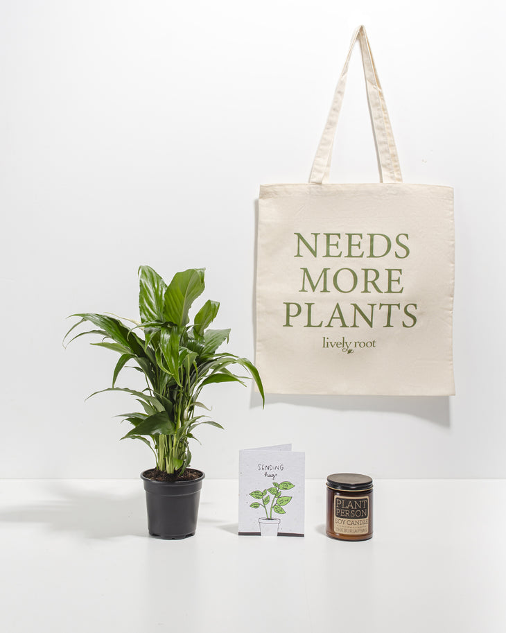 Nature & Nurture Care Package: Best Selling Plant