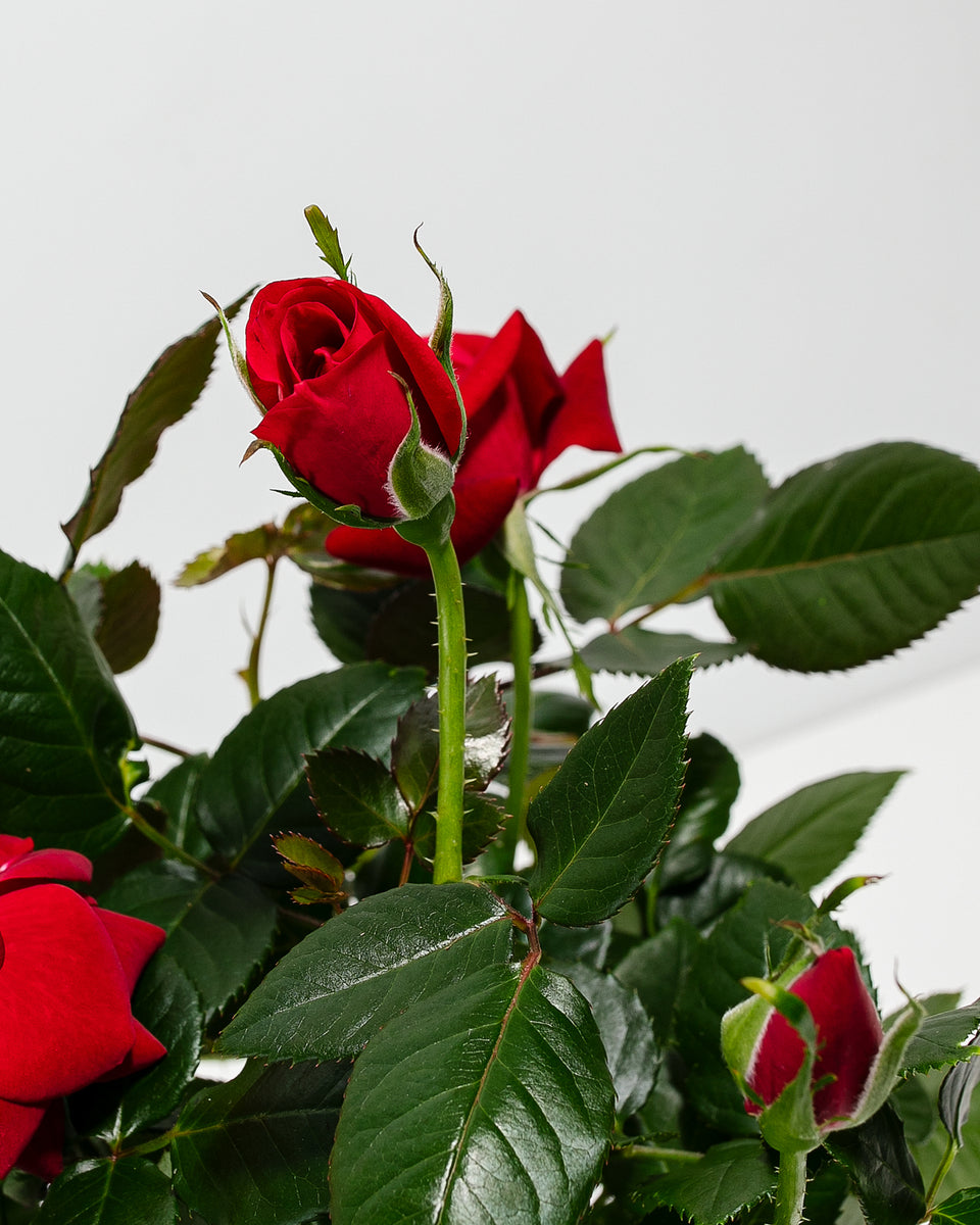 Crimson Red Miniature Roses Featured Image
