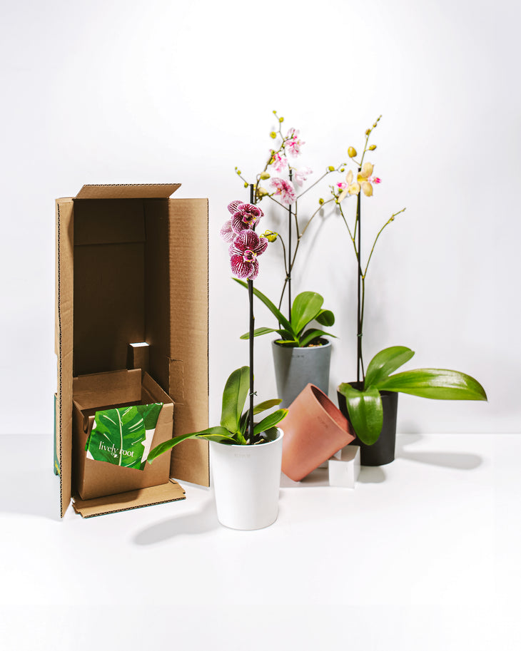 Orchid Plant Subscription