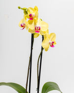 Miraflore Moth Orchid Featured Image