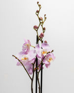 Pink Phalaenopsis Orchid Featured Image