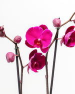 Purple Phalaenopsis Orchid Featured Image