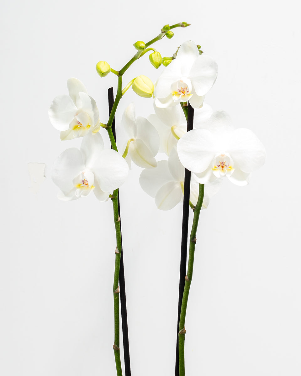 White Phalaenopsis Orchid Featured Image