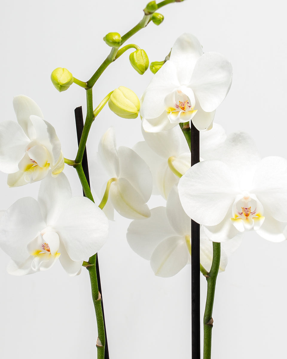 White Phalaenopsis Orchid Featured Image