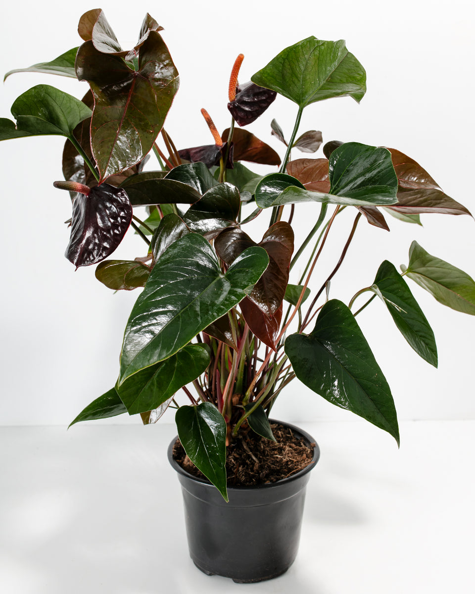 Black Anthurium (Flamingo Flower) Featured Image