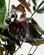 Black Anthurium (Flamingo Flower) Featured Image