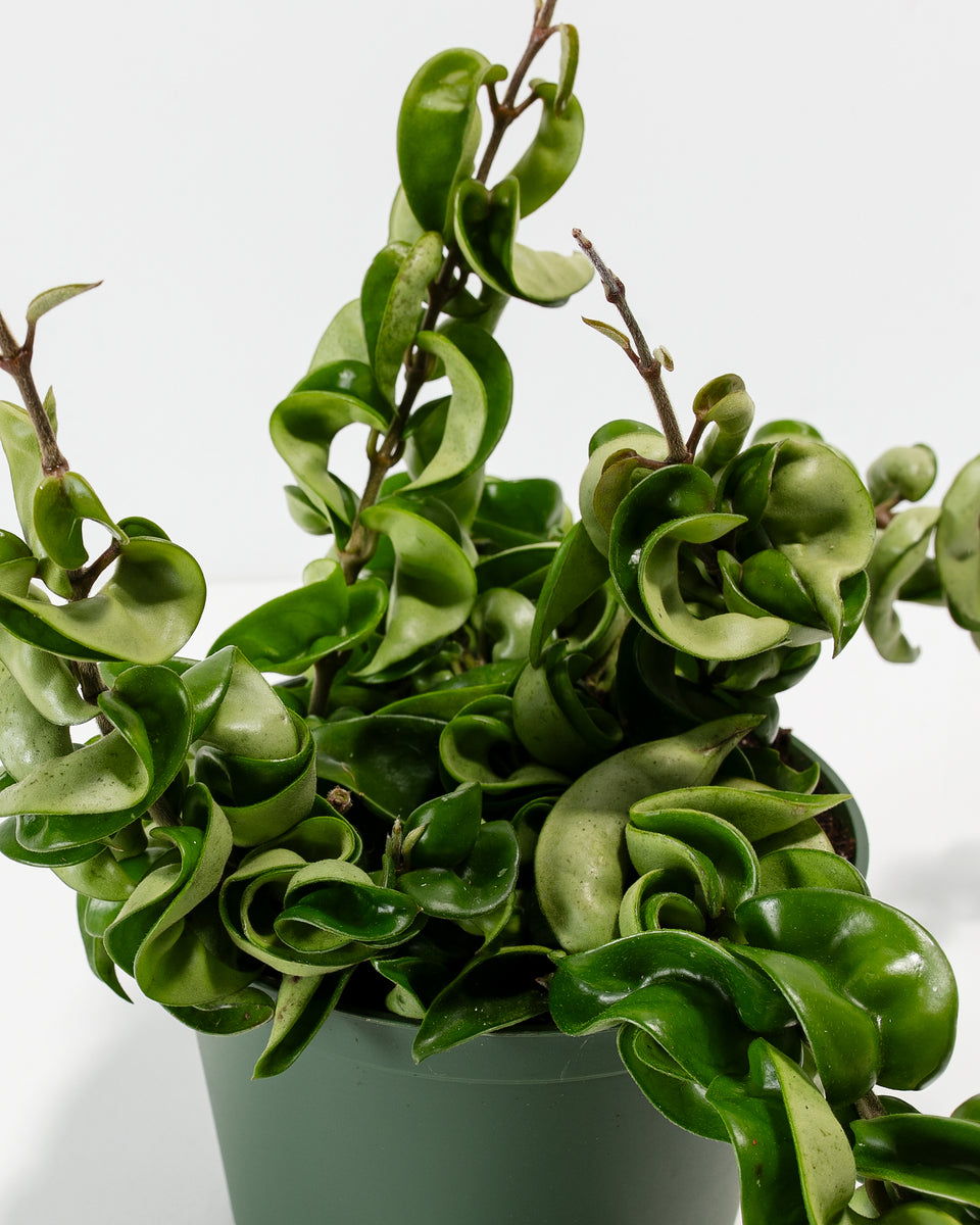 Hindu Rope Plant Featured Image