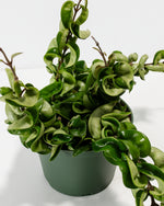 Hindu Rope Plant Featured Image